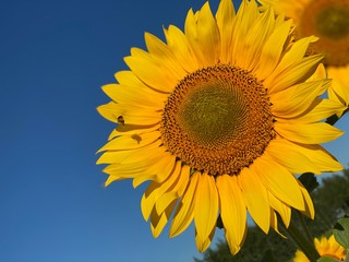 sunflower on blue sky