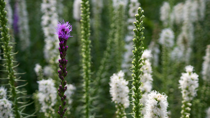 A purple flower with whites flowers around