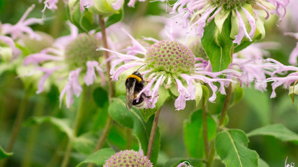The bumblebee is sitting on the big flower