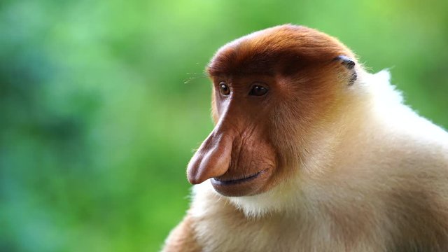 Wild Proboscis monkey or Nasalis larvatus, in the rainforest of island Borneo, Malaysia, close up
