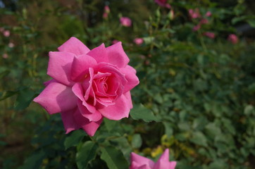 Light Pink Flower of Rose 'Frolic' in Full Bloom
