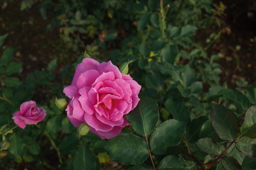 Light Pink Flower of Rose 'Frolic' in Full Bloom
