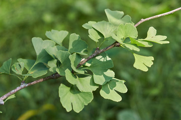 The leaves of the relict plant are ginkgo biloba