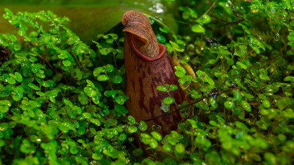 Nepenthes flower with the little green leaves around