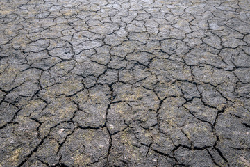 Dried out bottom of a Dutch fen