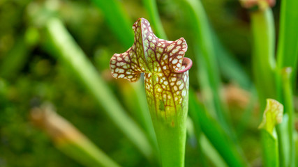 Nepenthes flower on the green background