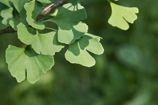 The leaves of the relict plant are ginkgo biloba
