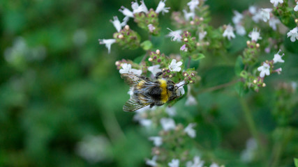 Big bumblebee sitting on the white flower on the green background