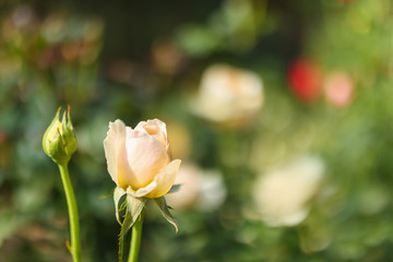 Beautiful white roses flower in the garden