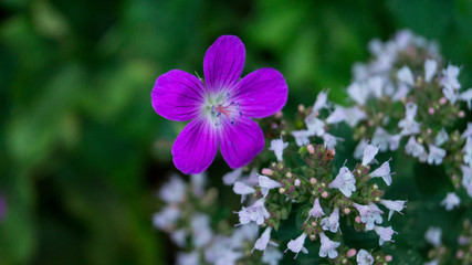 Small purple flower with the white flowers on the background