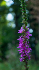 Purple flower on the green background