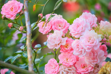 Beautiful pink roses flower in the garden