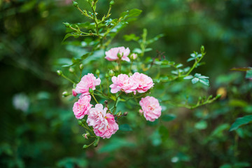 Beautiful colorful pink roses flower in the garden