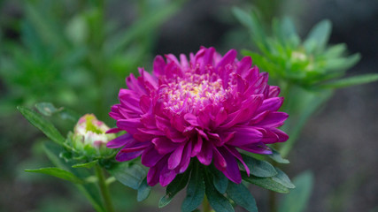 Obraz premium Aster purple flower in the green backgroung 