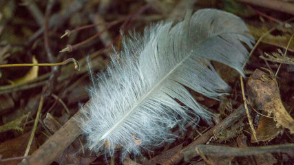 Grey bird feather on the wooden background