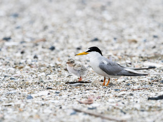 コアジサシの親子(little tern)