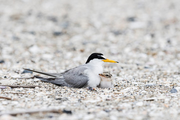寄り添うコアジサシの親子(Little Tern) © sandpiper