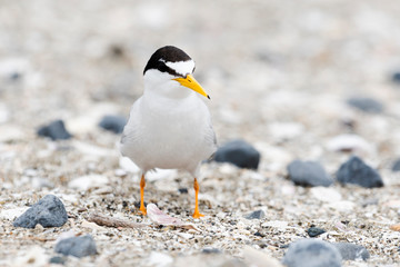 コアジサシ(Little Tern)