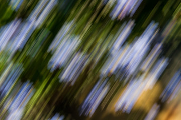 Close up. Blurred motion  flowerbeds, abstract background image.  Black, blue and  green  flowers...