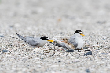ヒナに餌を与えるコアジサシ(Little Tern)
