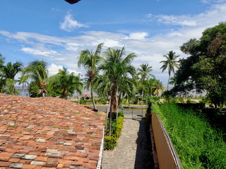 Palms Granada Nicaragua - by juma