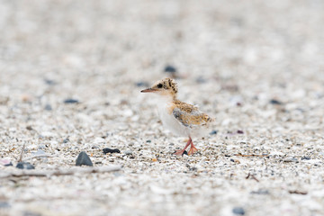 コアジサシのヒナ(Little Tern)
