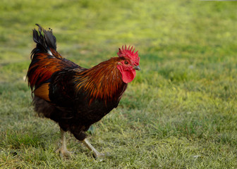 Young brightly colored rooster standing in green grass