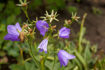 spring flowers in the garden