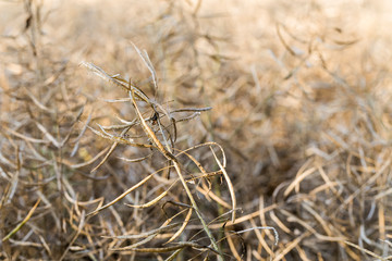 ripe rapeseed - Brassica napus