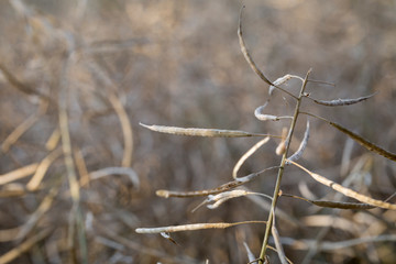 ripe rapeseed - Brassica napus