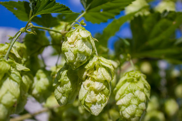 hop cones on a tree