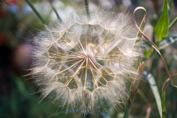 dandelion seed head