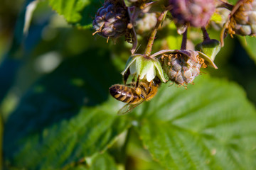 bee on a flower