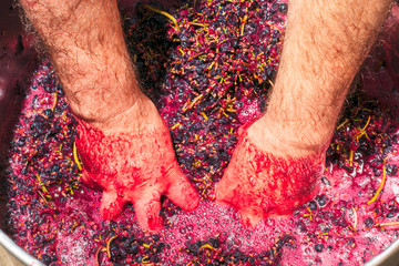 a winemaker squeezes the juice from the collected grape clusters with his hands