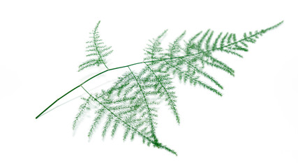 green plant leaves on white backgrounds