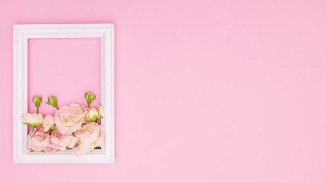 Romantic white frame with pastel roses flower on pink theme. Stop motion 