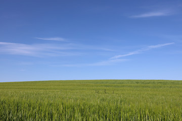 Green field and blue sky. A beautiful summer day in Denmark