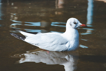 水鳥の遊泳