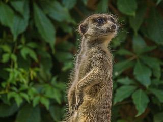 The meerkat (Suricata suricatta) stands with a pillar and turns its head in different directions. Can be used as a direction indicator. Its a small mongoose and the only member of the genus Suricata.