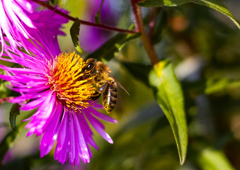honey bee sitting on the pink flower in close up