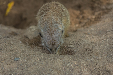 The meerkat (Suricata suricatta) digs a hole. The meerkat is a small mongoose and the only member of the genus Suricata. Its lives in the Desert in Botswana, Namibia, Angola, and in South Africa.