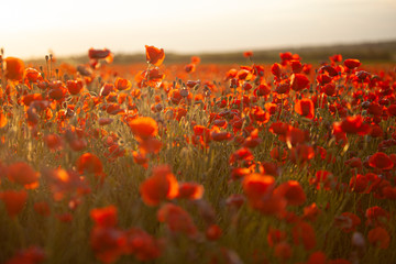 Field of poppies on a summer sunset. soft focus