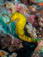 Yellow tigertail seahorse on the rocks