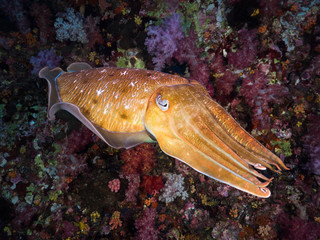 Pharaoh cuttlefish swimming in the coral reef