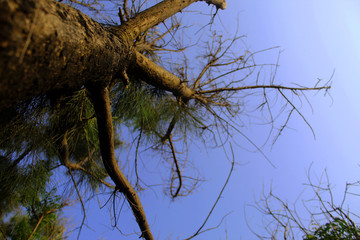 Casuarina pauper tree and sky