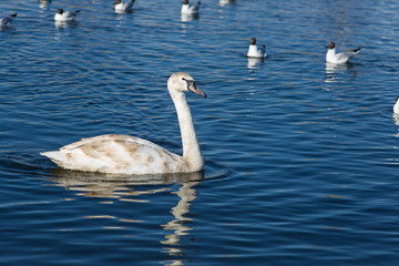 The swan floats on the surface of the water