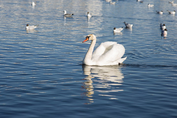 The swan floats on the surface of the water