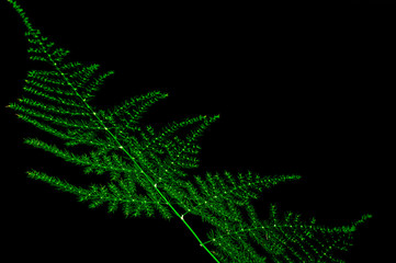 green plant leaves on black background