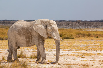 Fototapeta premium Elephant walking in the african wilderness