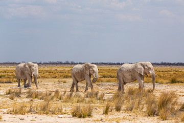 Naklejka na ściany i meble Elephant herd walking in the african wilderness